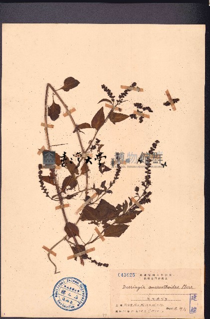 漿果莧藏品圖，第1張