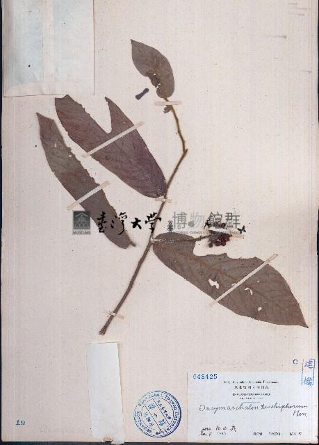 皂帽花藏品圖，第1張