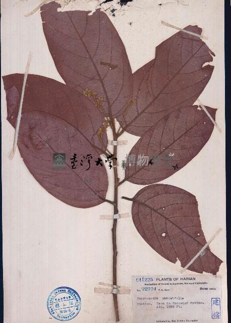 鈍葉厚殼桂藏品圖，第1張