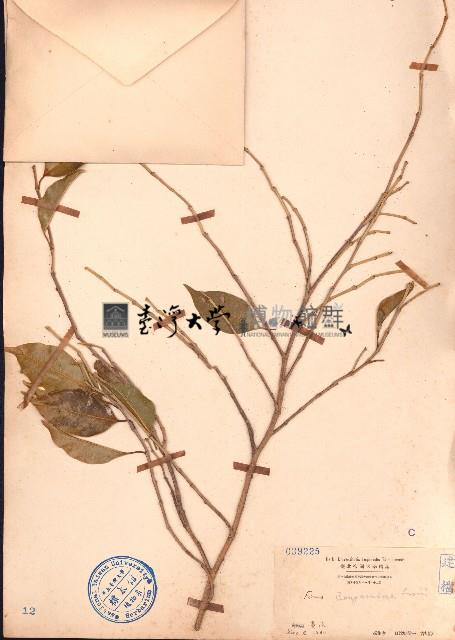 垂葉榕、小葉榕藏品圖，第1張