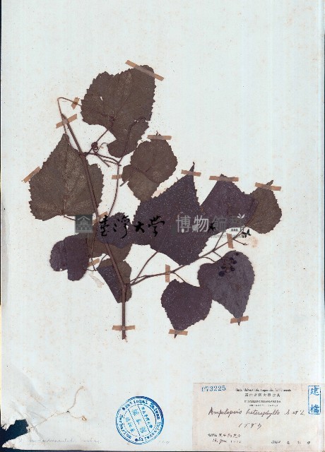 異葉蛇葡萄藏品圖，第1張