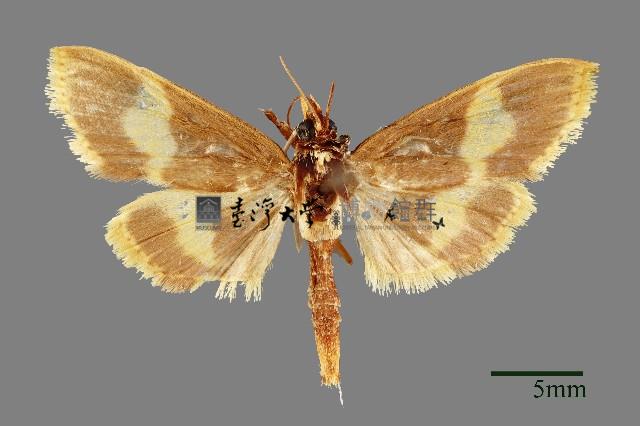 螟蛾藏品圖，第1張