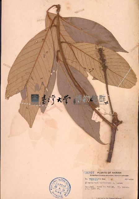 瘤果柯藏品圖，第1張