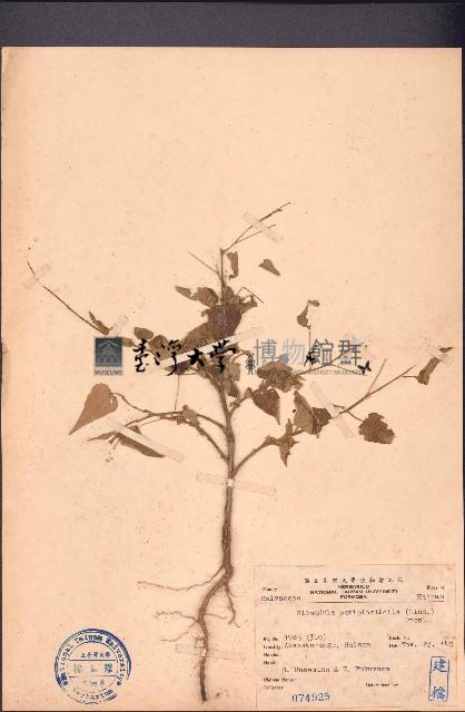 隔蒴苘藏品圖，第1張