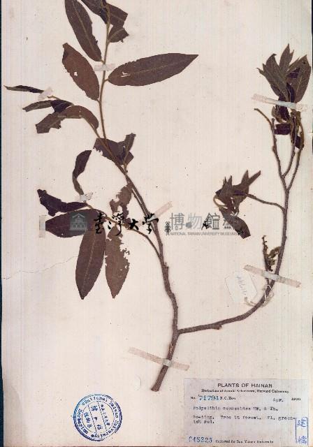 細基丸藏品圖，第1張