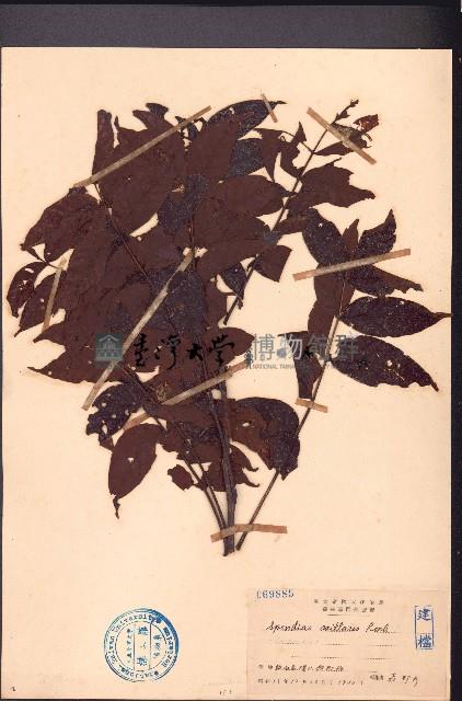 南酸棗藏品圖，第1張