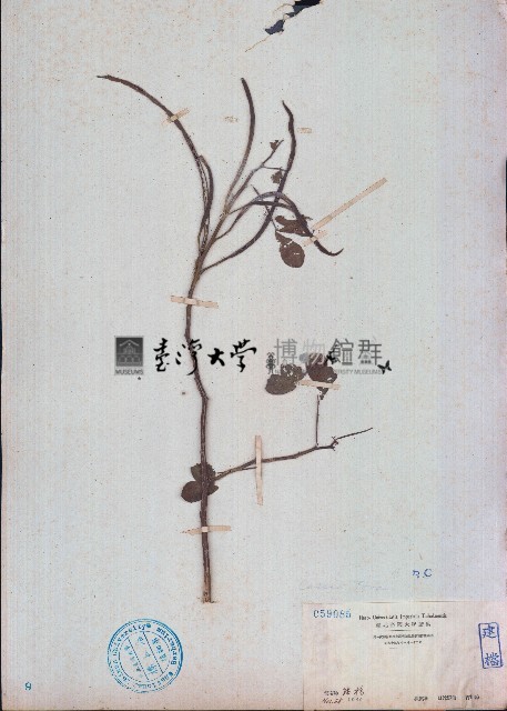 決明藏品圖，第1張