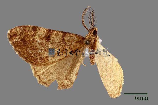 螟蛾藏品圖，第1張