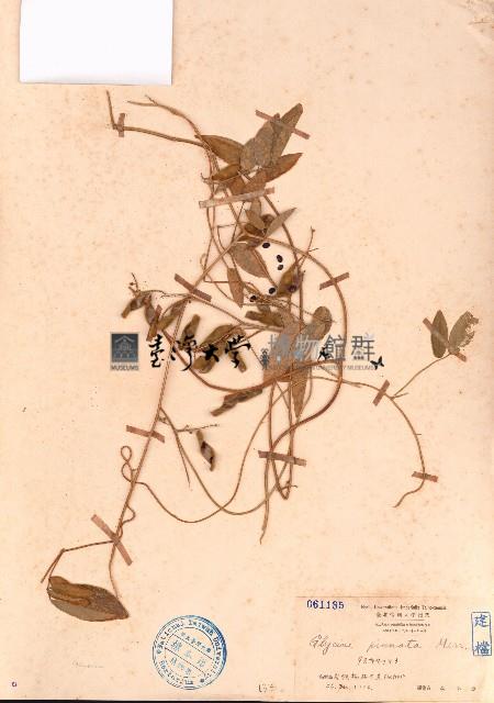 羽葉擬大豆藏品圖，第1張