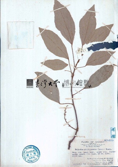 粗糠柴藏品圖，第1張