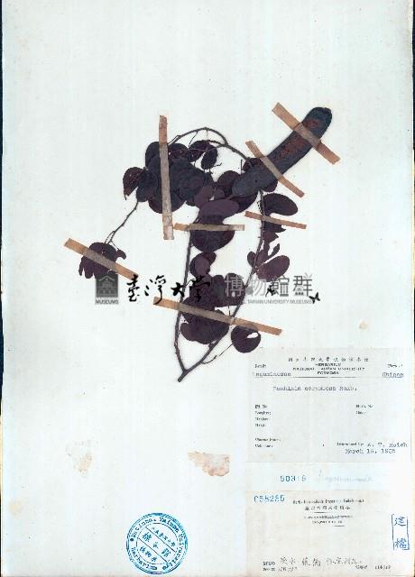 長序首冠藤藏品圖，第1張