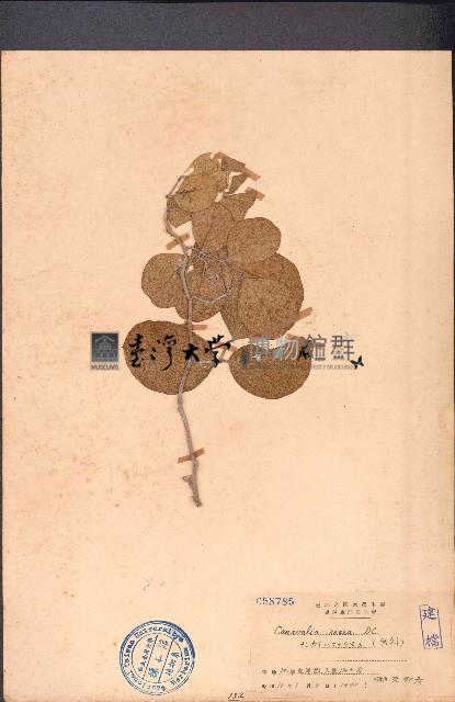 濱刀豆藏品圖，第1張