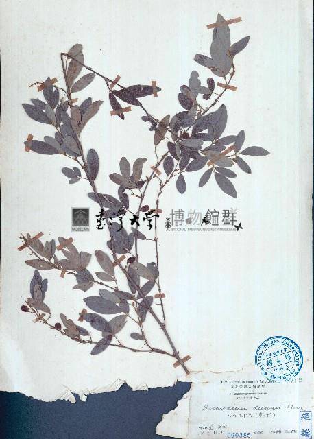 單節假木豆藏品圖，第1張