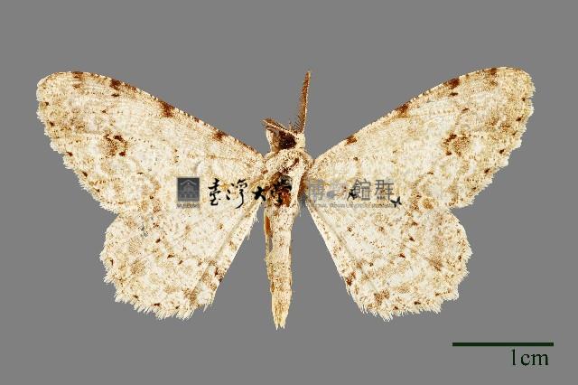 螟蛾藏品圖，第1張