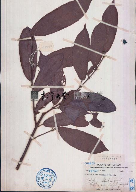 粗毛野桐藏品圖，第1張