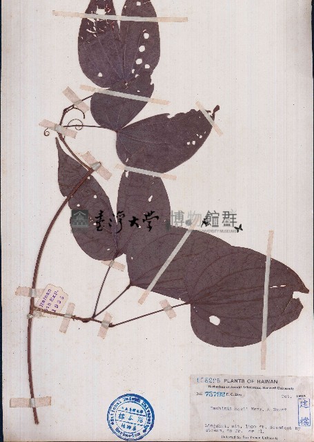 牛蹄麻藏品圖，第1張