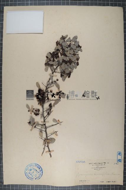 刺裸實、北仲藏品圖，第1張