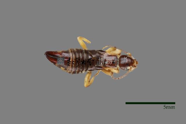 蠼螋藏品圖，第1張