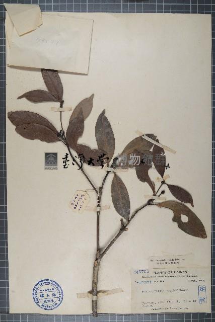 瓊楠藏品圖，第1張