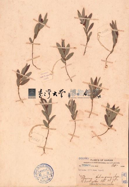 豬仔笠藏品圖，第1張