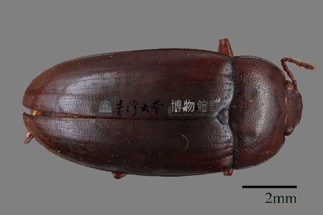 大蕈蟲藏品圖，第1張