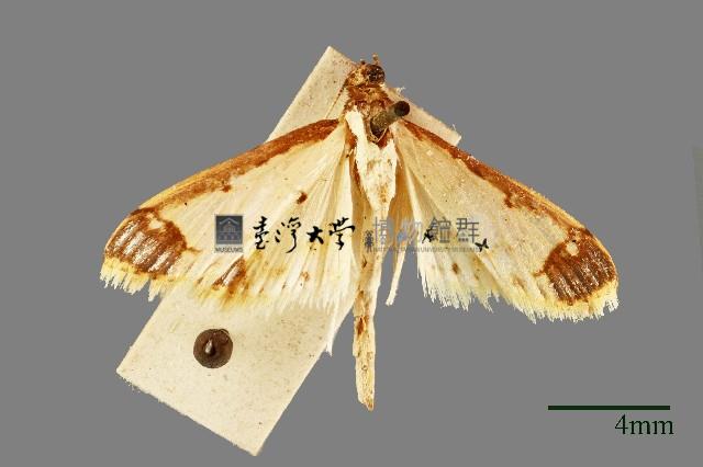 螟蛾藏品圖，第1張