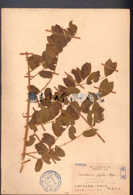 蓮實藤藏品圖，第1張