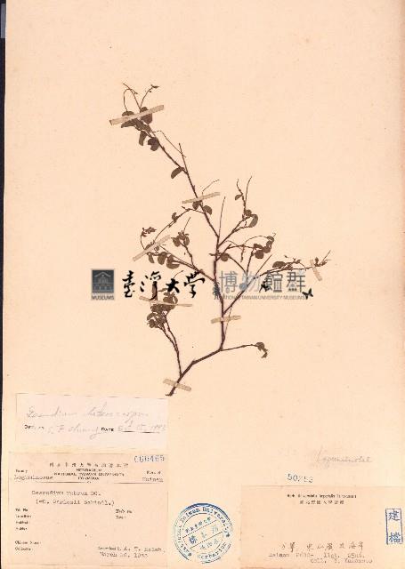 假地豆藏品圖，第1張