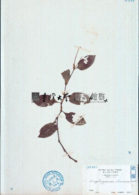 火炭母草藏品圖，第1張