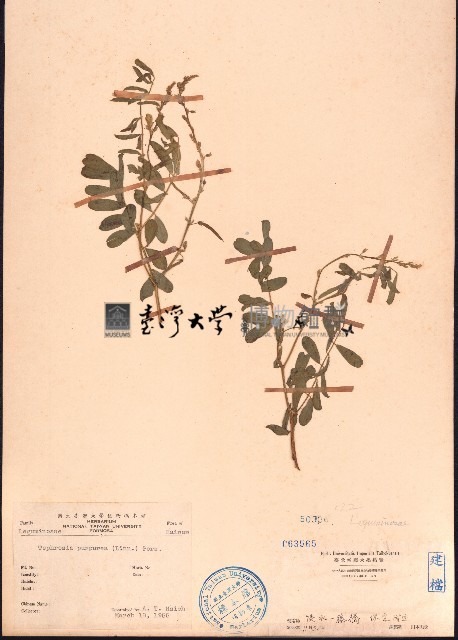 灰毛豆藏品圖，第1張