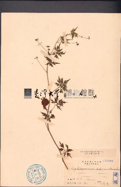 倒地鈴藏品圖，第1張