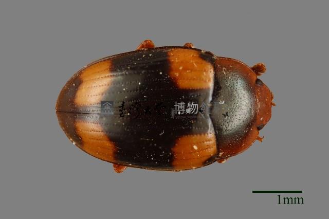 花甲藏品圖，第1張