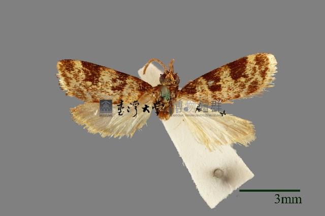 螟蛾藏品圖，第1張