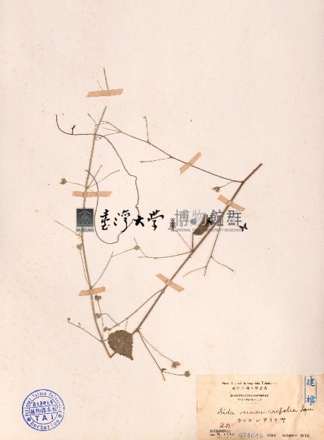 長梗金午時花藏品圖，第1張