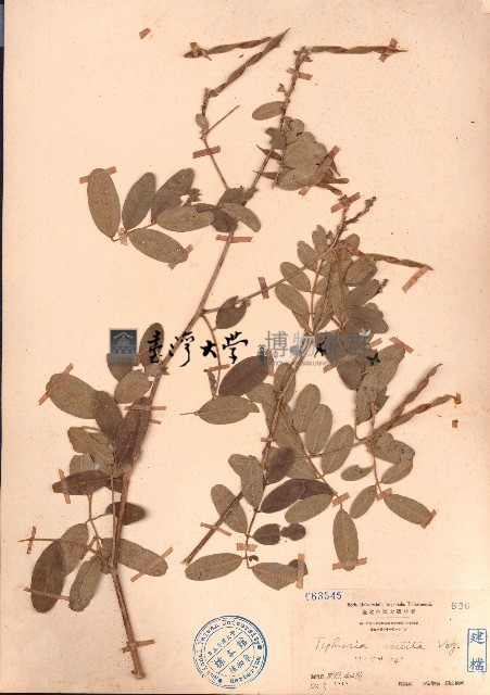 黄灰毛豆、黄毛灰葉藏品圖，第1張