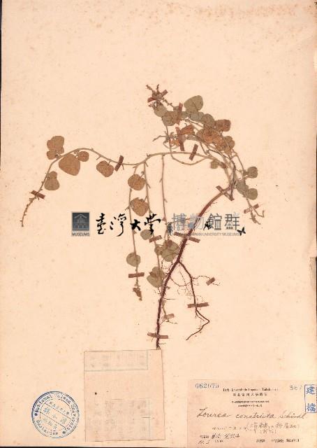 長管蝙蝠草藏品圖，第1張