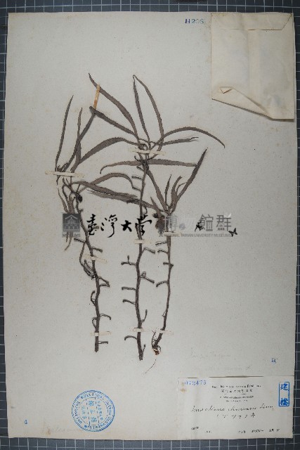 華鳳仙藏品圖，第1張