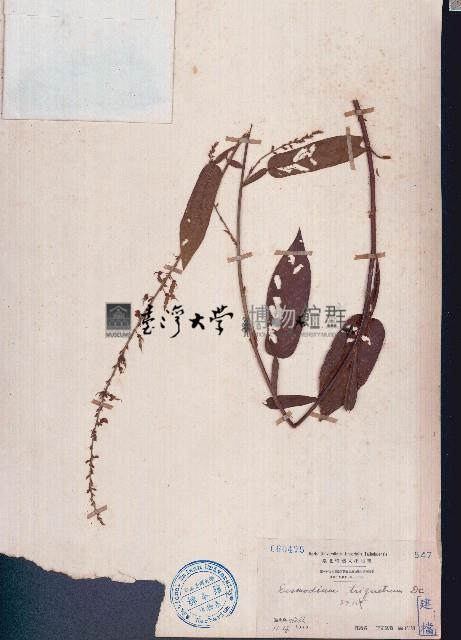 葫蘆茶藏品圖，第1張