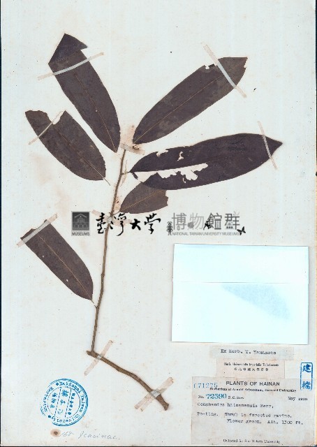 海南粗絲木藏品圖，第1張