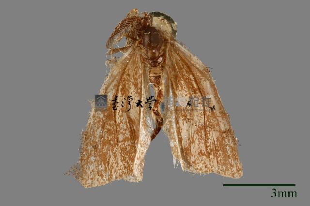 簑蛾藏品圖，第1張