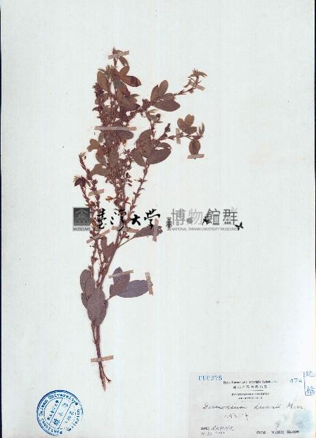 單節假木豆藏品圖，第1張