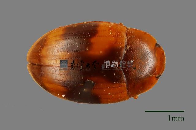 花甲藏品圖，第1張