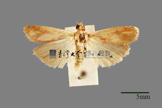 螟蛾藏品圖，第1張