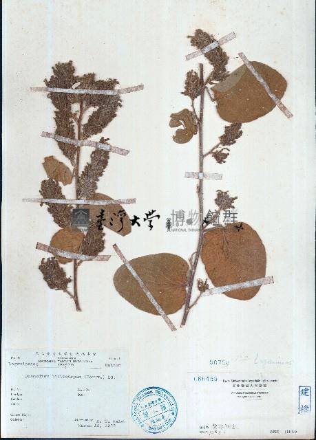 絨毛葉山螞蝗藏品圖，第1張