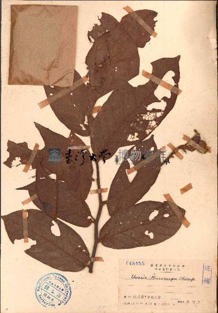 紫玉盤藏品圖，第1張