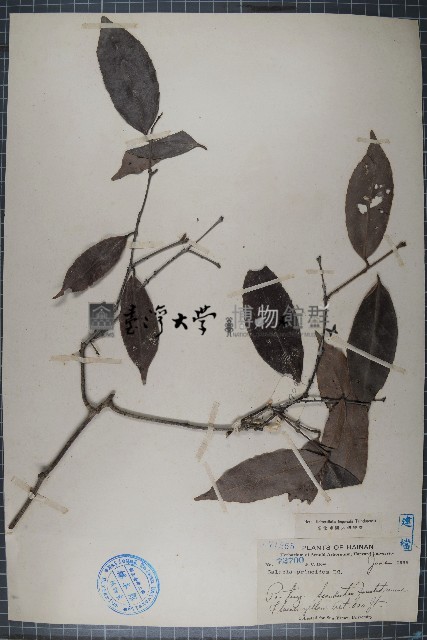 五層龍藏品圖，第1張