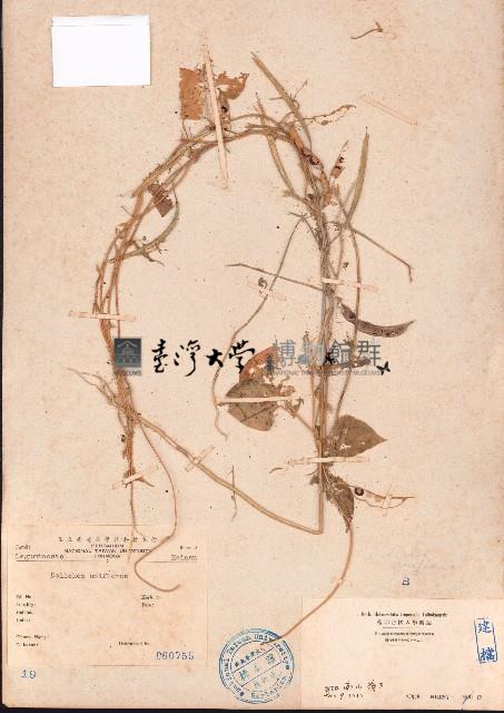 長硬皮豆藏品圖，第1張