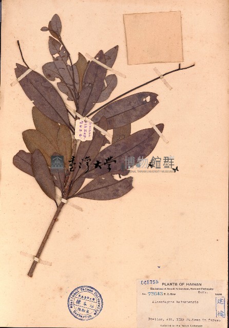 北油丹藏品圖，第1張