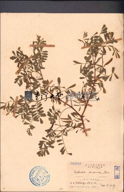 灰毛豆藏品圖，第1張