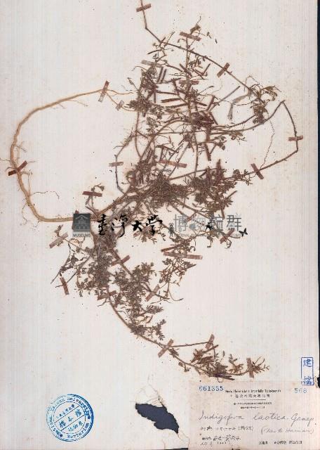 疏花木藍藏品圖，第1張